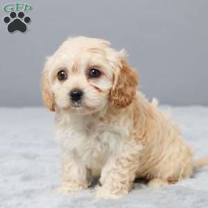 Hope, Cavachon Puppy